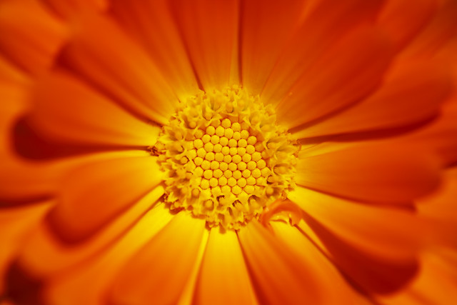5882429550_456b0daf8d_z.jpg