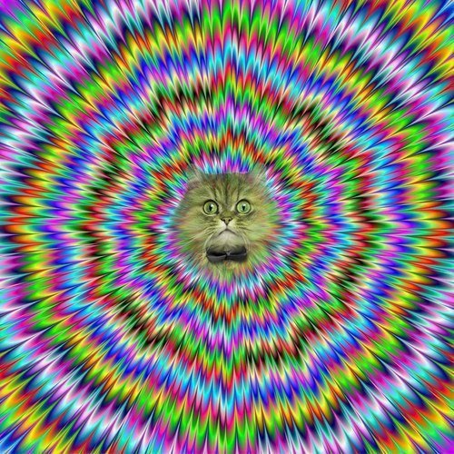 Techno-Cat-Coming-At-Ya.jpg