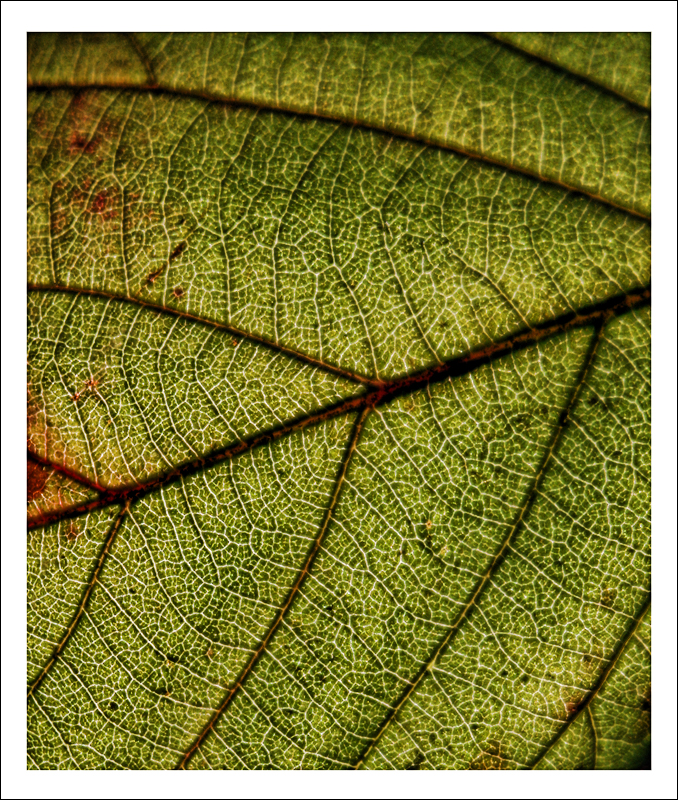 Leaf_by_neoweb.jpg