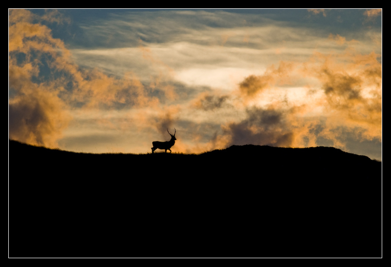 Rise_of_the_stag_by_MessiahKhan.jpg