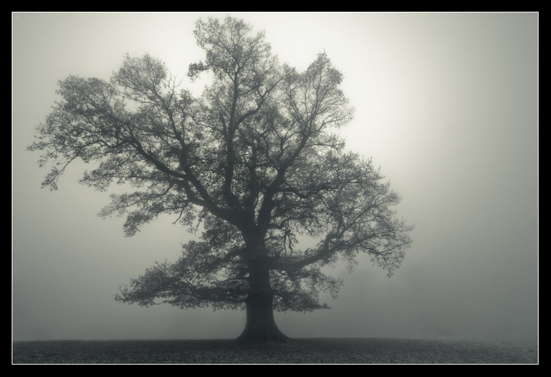 Tree_of_fog_by_MessiahKhan.jpg