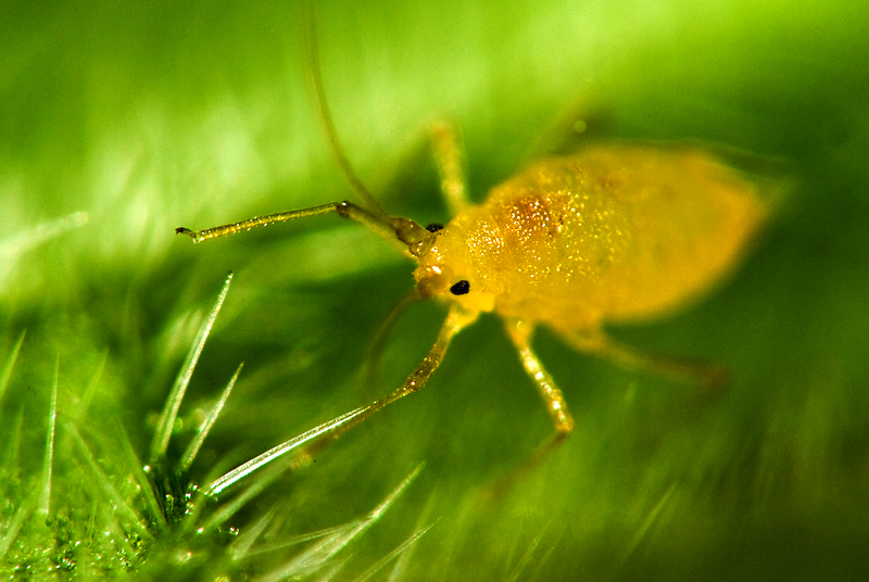 Aphid_I_by_HairyToes.jpg