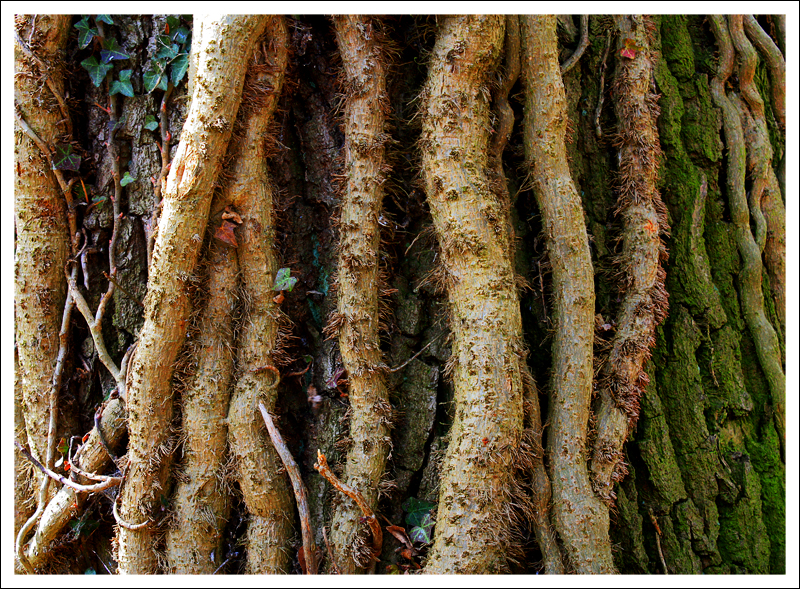 Close_Up_of_Tree_Trunk_by_neoweb.jpg