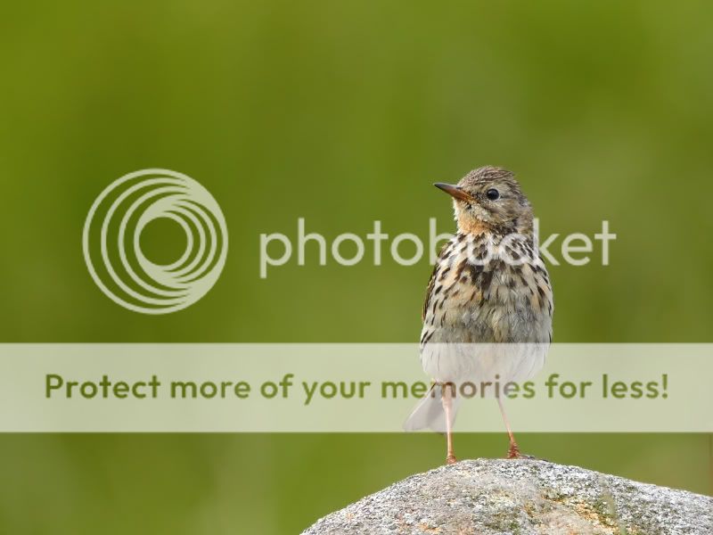 MeadowPipit-IMG_8388_800_filtered.jpg