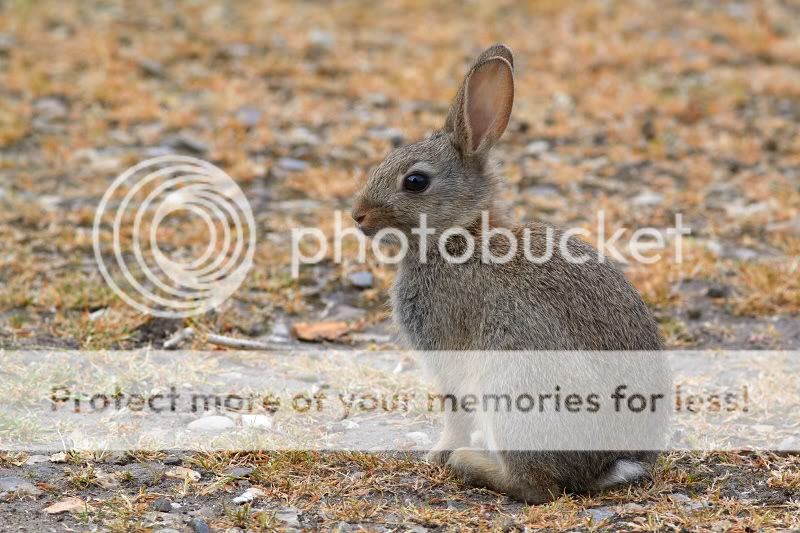 Rabbit-IMG_5950_800.jpg