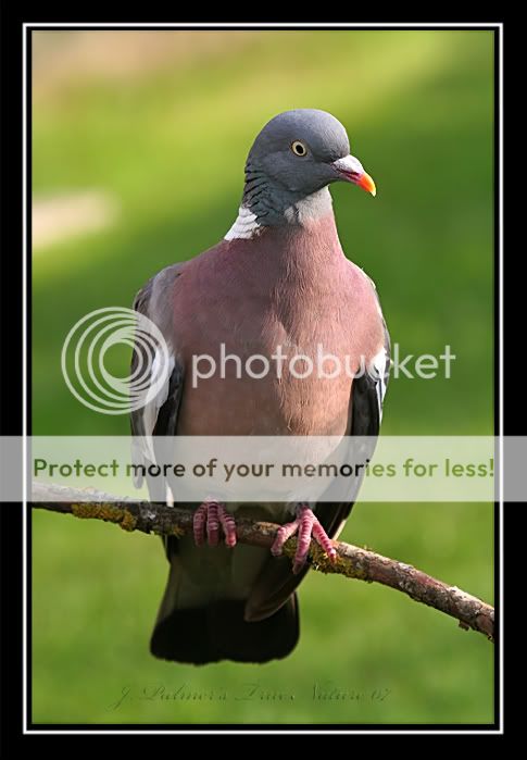 pigeon266mmcopy.jpg