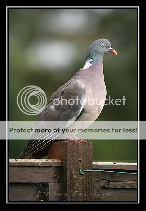 pigeon500mmcopy.jpg