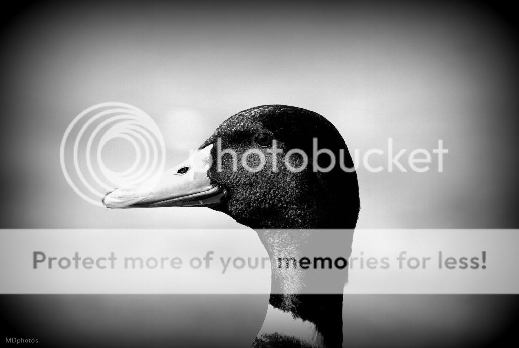 duckh.jpg