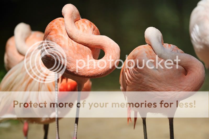 Flamingos_03_1000.jpg