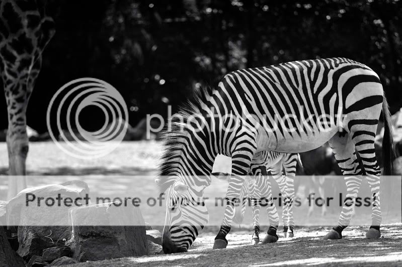 Zebras_01_1000.jpg
