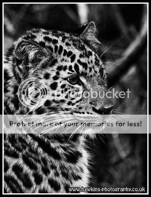 leopard-bw.jpg