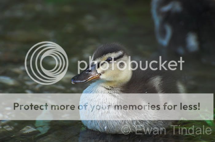 duckling-1.jpg