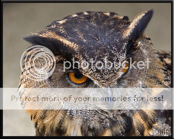 Owl-II.jpg