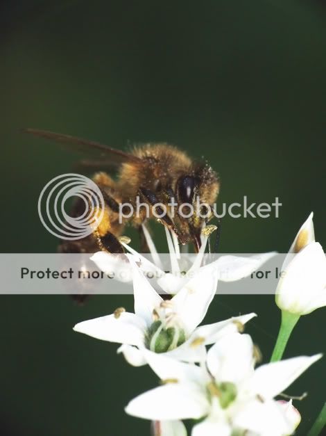 Bumblebee2.jpg
