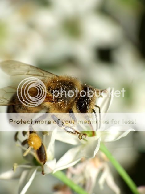 Bumblebee3.jpg