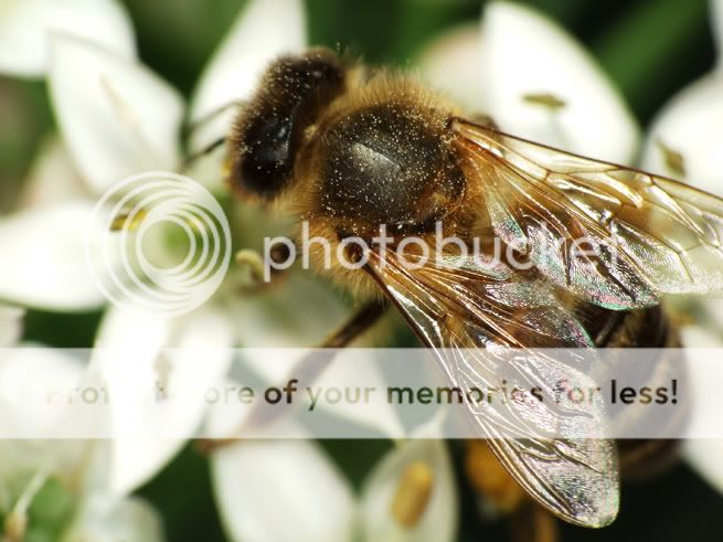 Bumblebee4.jpg