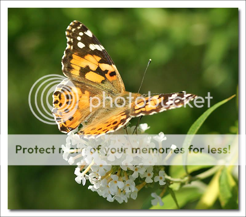 ButterflyTP.jpg
