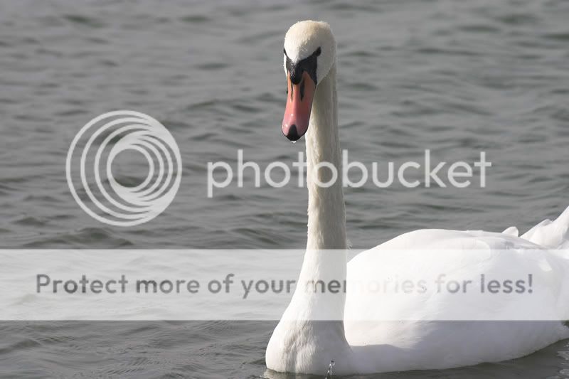 Swan4.jpg