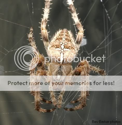 spider15.jpg