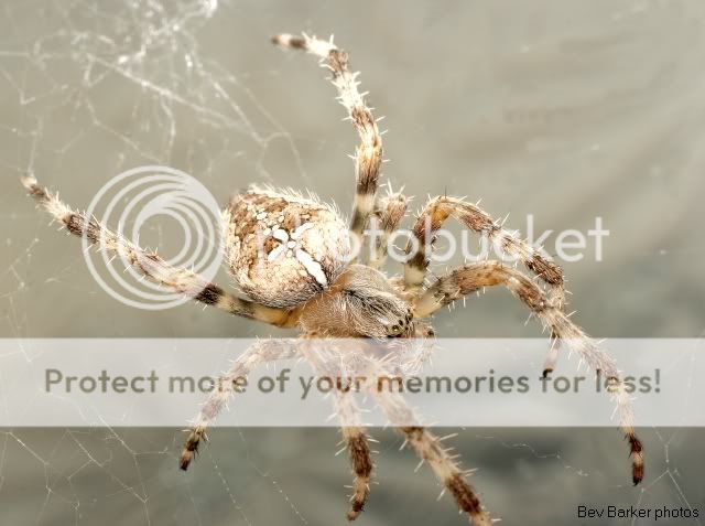 spider8.jpg