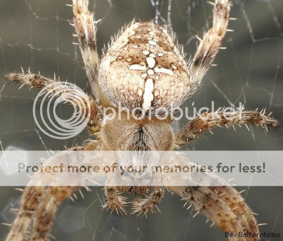 spiderok1.jpg