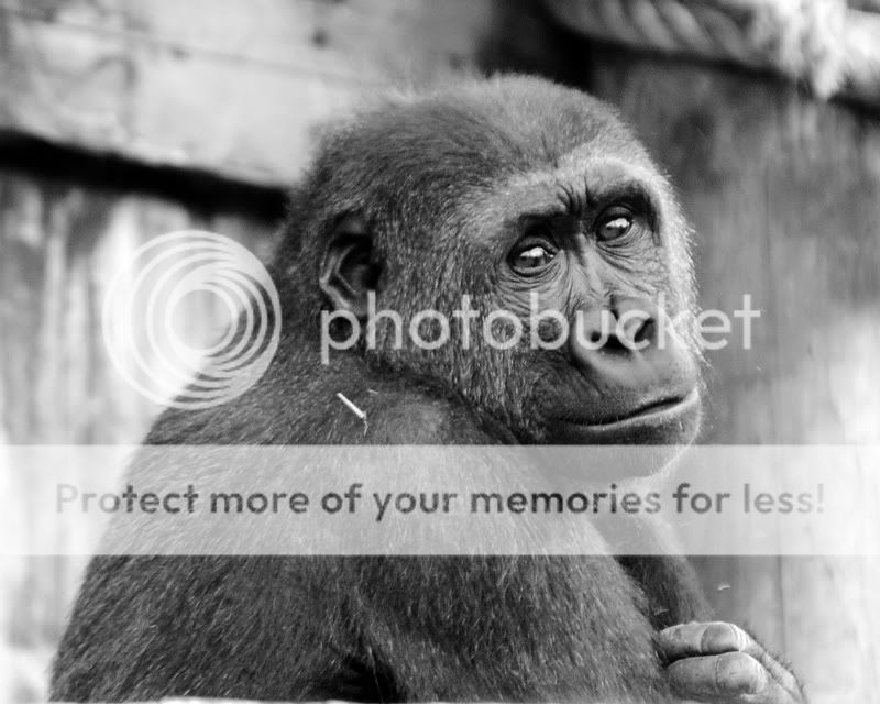 gorilla01bw-web.jpg