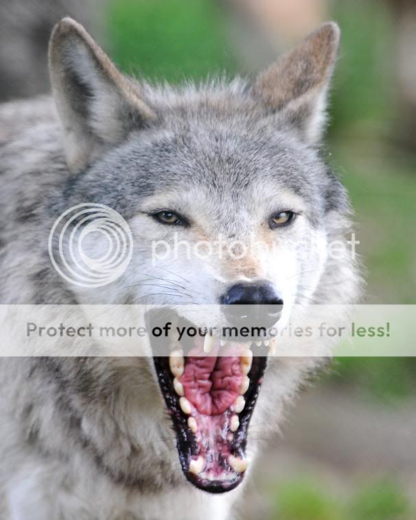 wolf1-1.jpg
