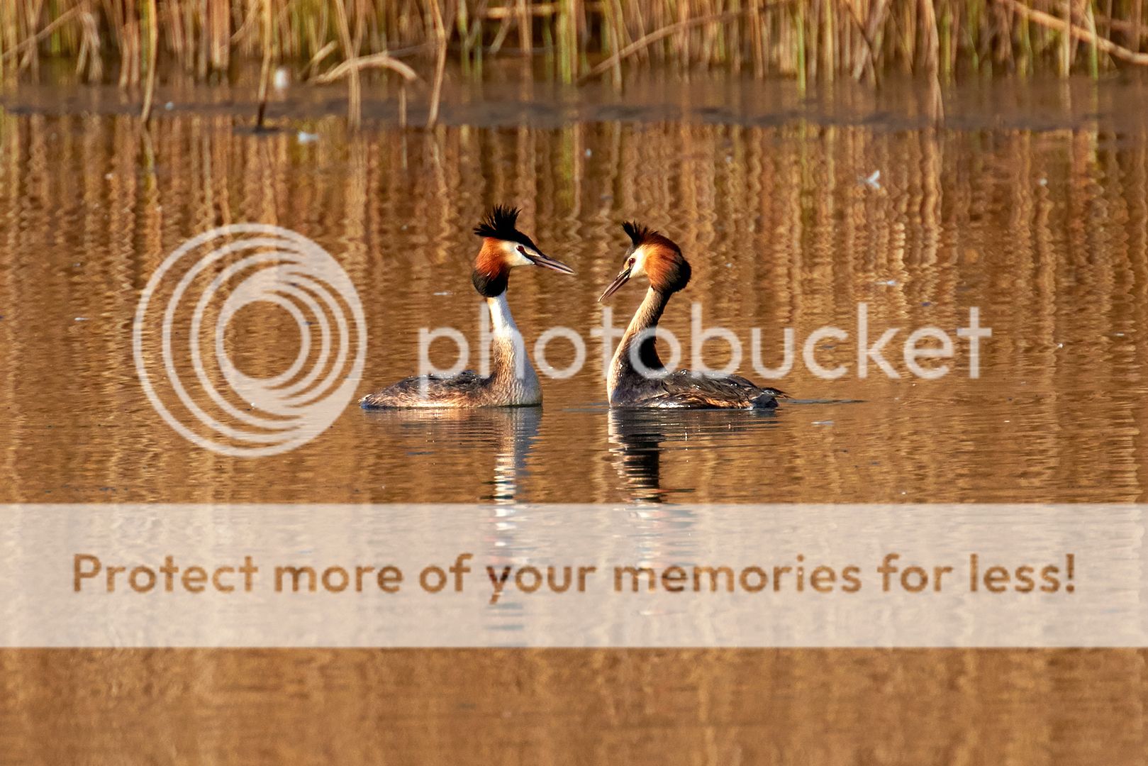 Great%20Crested%20Grebe%20pair_2139v1cnfxs.jpg