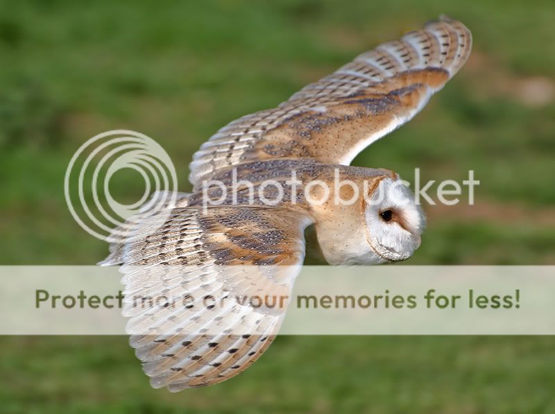 owl-in-flight-2-800.jpg