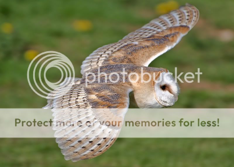 owl-in-flight-800.jpg