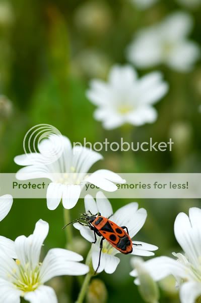 flower-bug.jpg
