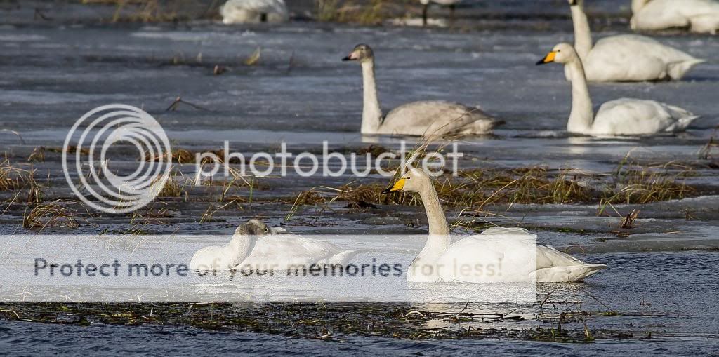 Whoopers-2_filtered_zps0d483783.jpg