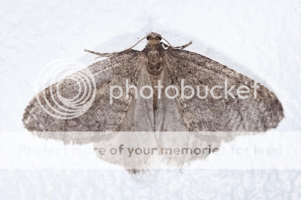 Moths-1_filtered.jpg