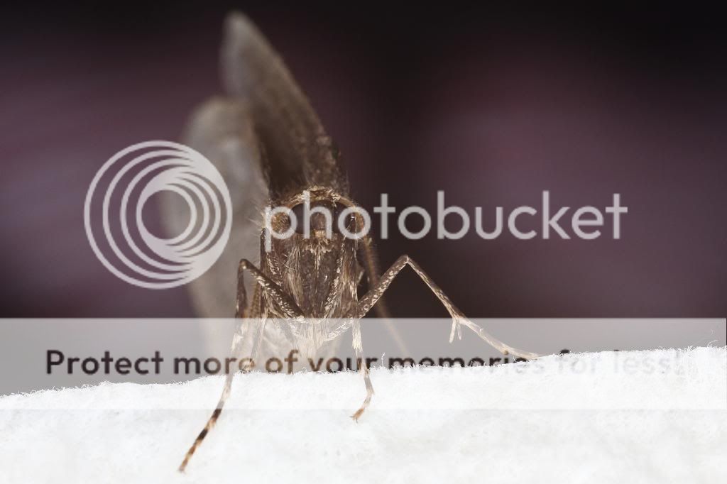 Moths-3_filtered.jpg