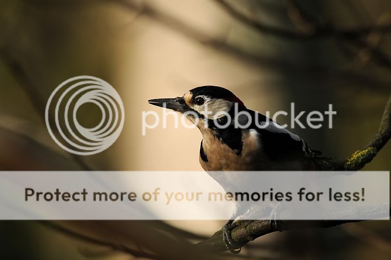 Woodpecker3.jpg