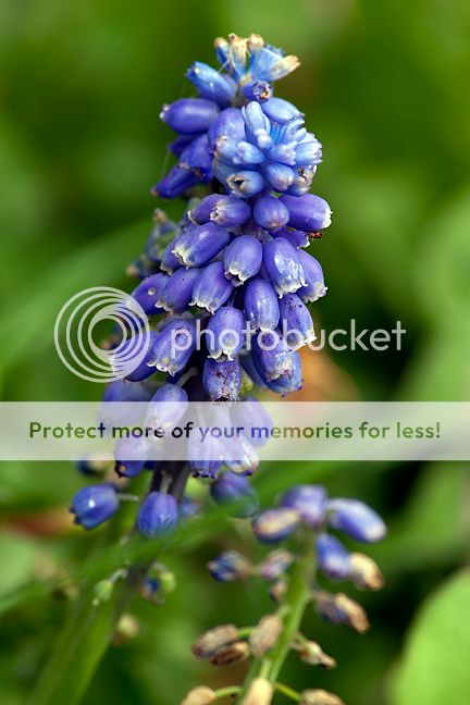 Blueflower380.jpg
