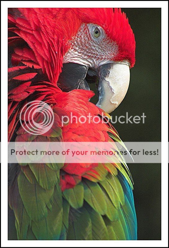 parrot2.jpg