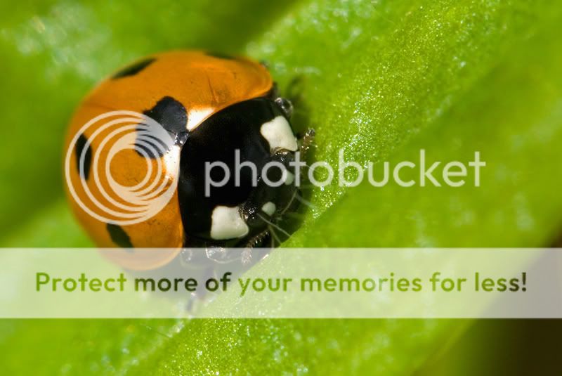 ladybug800.jpg