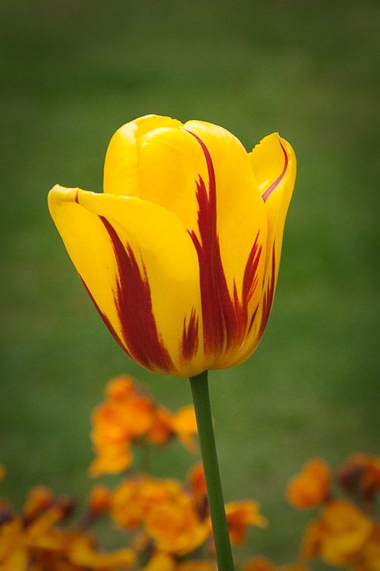 Tulips-2.jpg