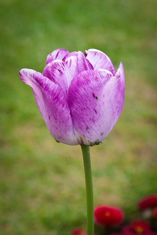Tulips-4.jpg
