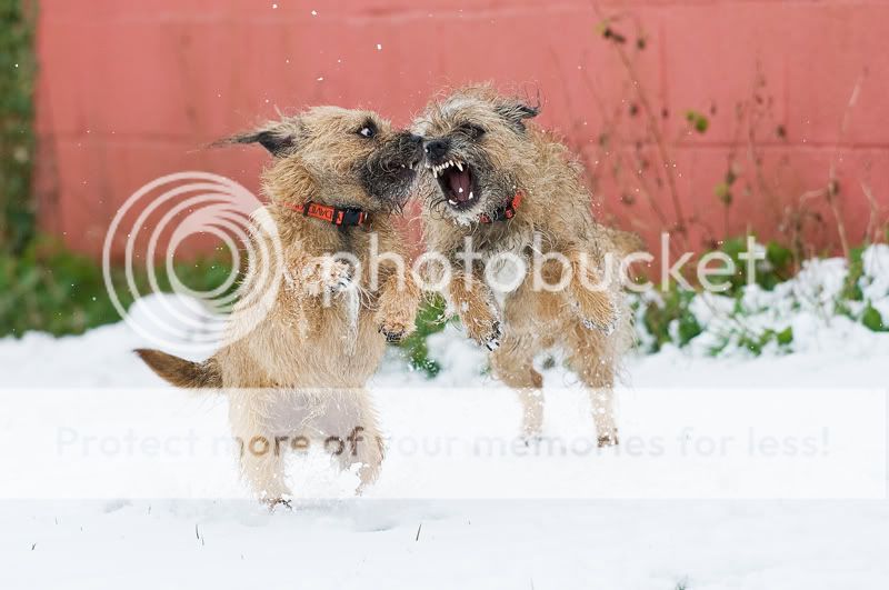 Dogs-snow-2.jpg