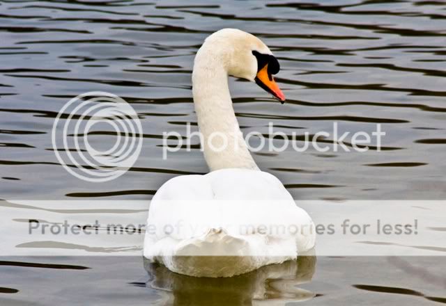 swan-Copy.jpg