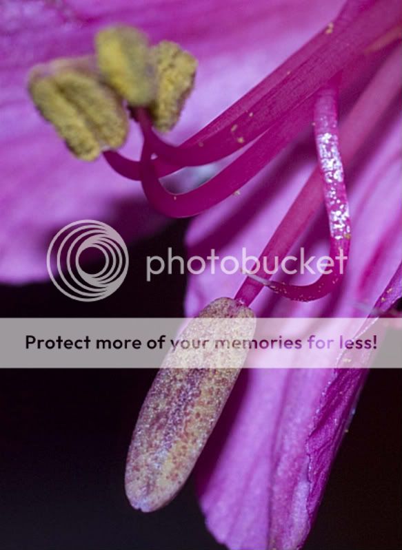 pinkflowercrop2.jpg