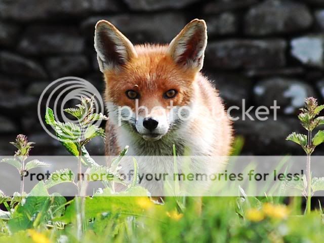 fox027.jpg