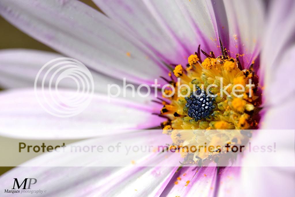 macroflower_zpsc6110255.jpg