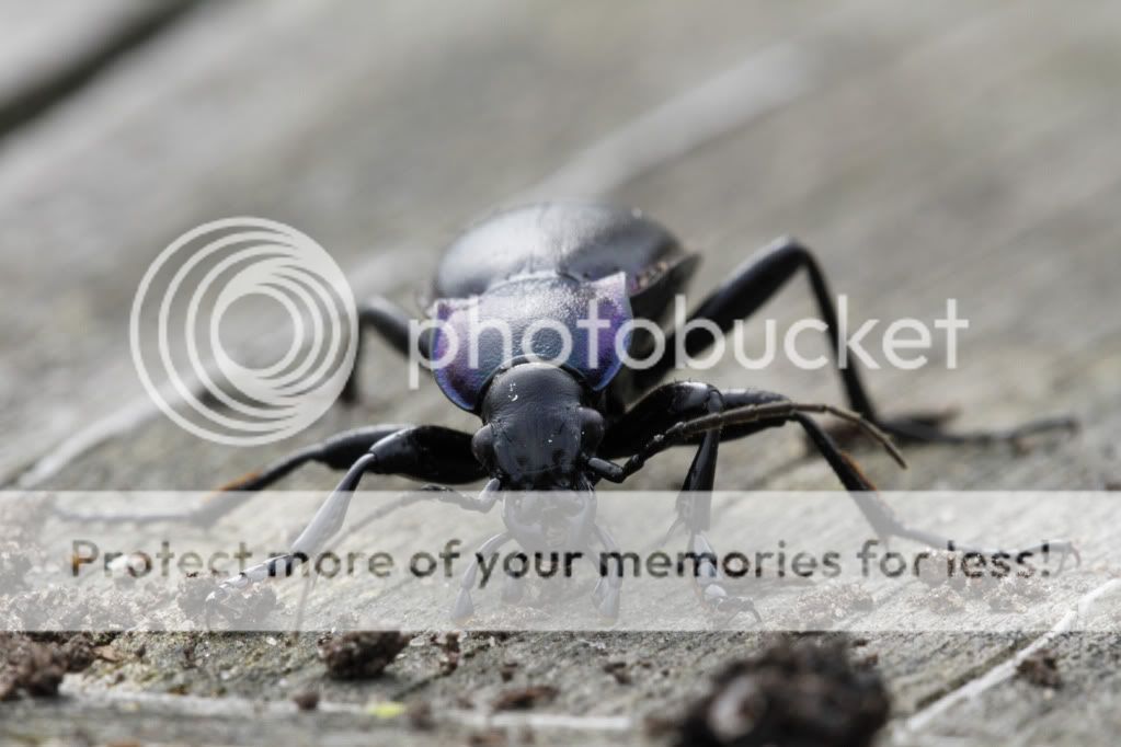 Beetle_29-03-11_0052.jpg