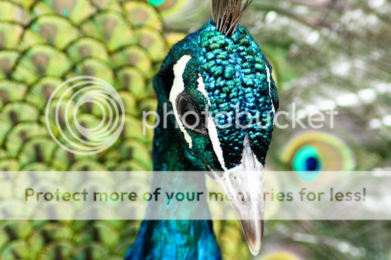peacock2_web.jpg