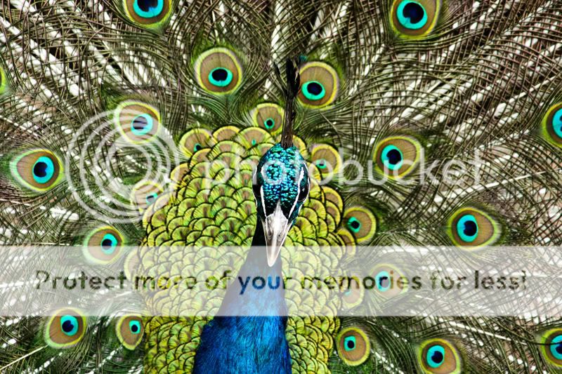 peacock_web.jpg