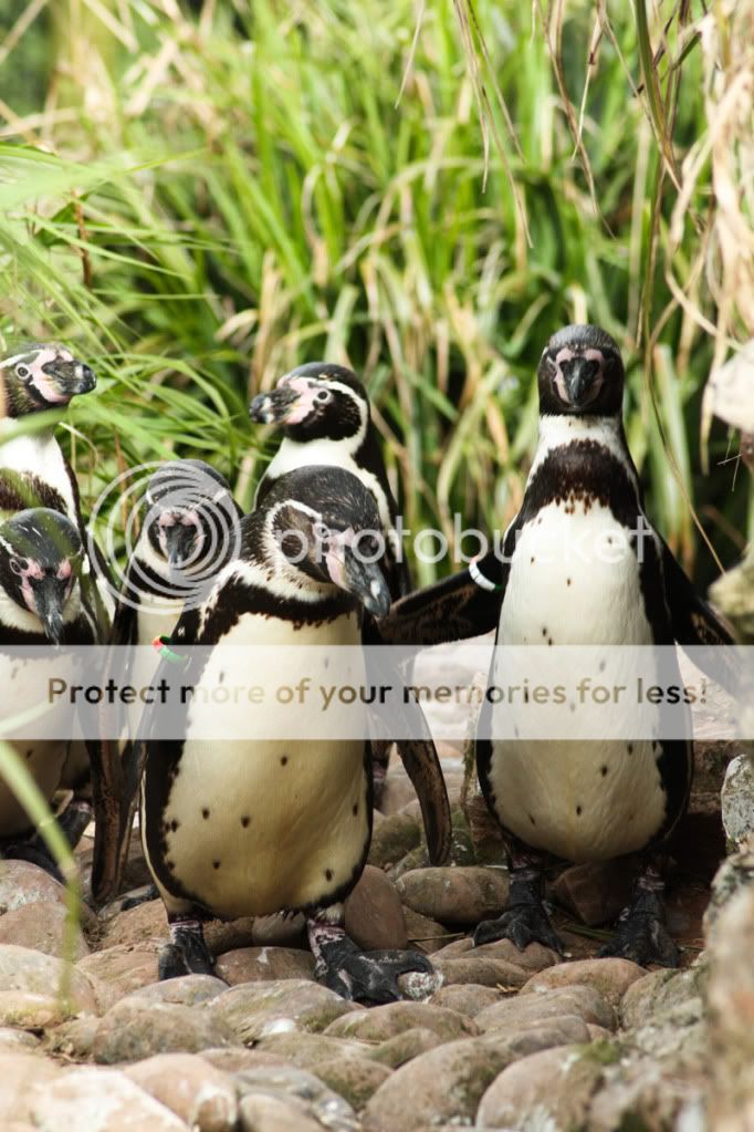 penguins_web.jpg