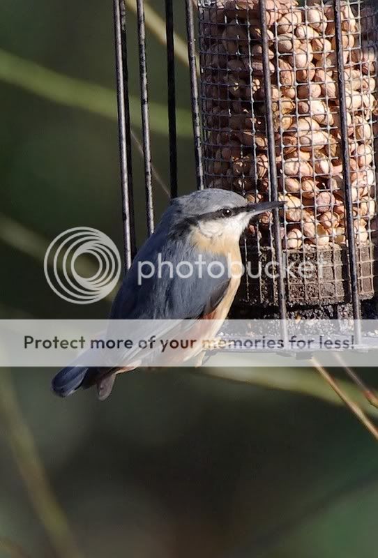 NUTHATCH_filtered.jpg
